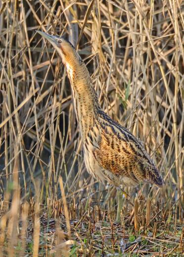 A bird amongst the reeds in a wetland centre.