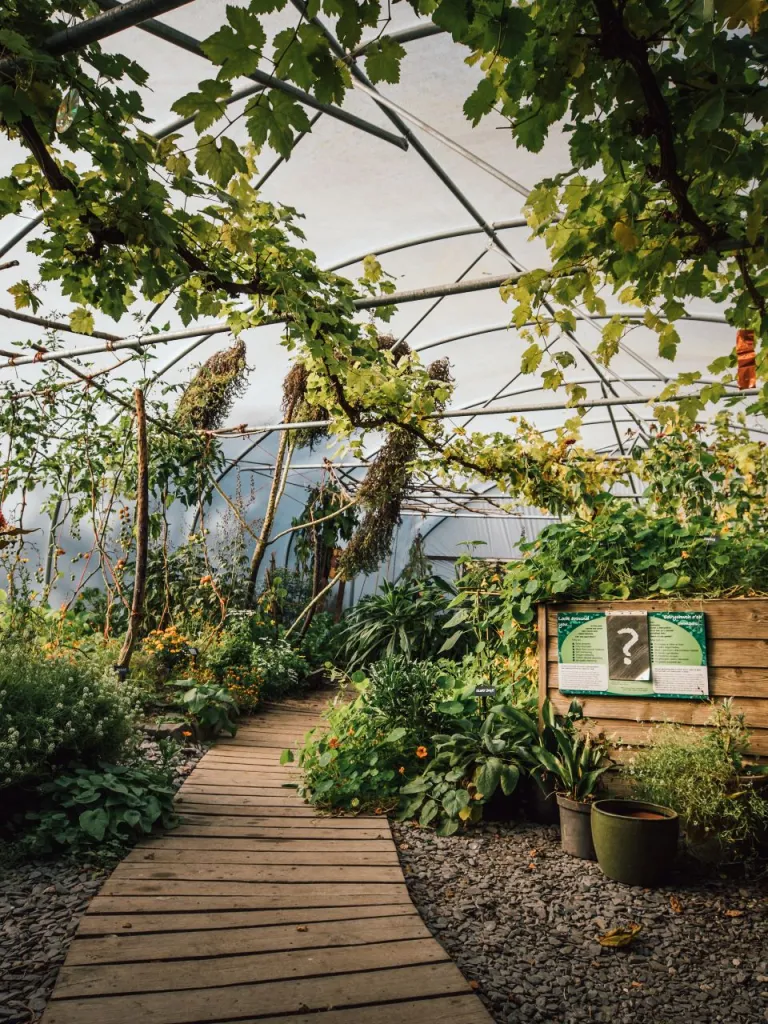 A greenhouse with a wooden path leading through all the growing plants and vines.