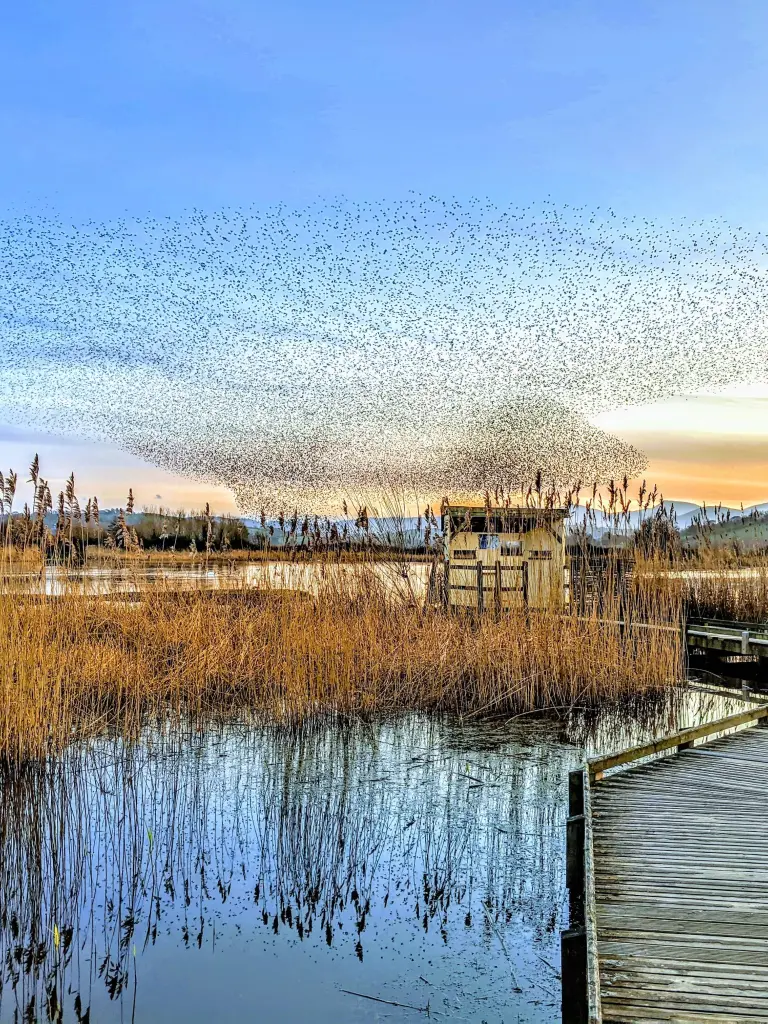 Starlings over boardwalk.