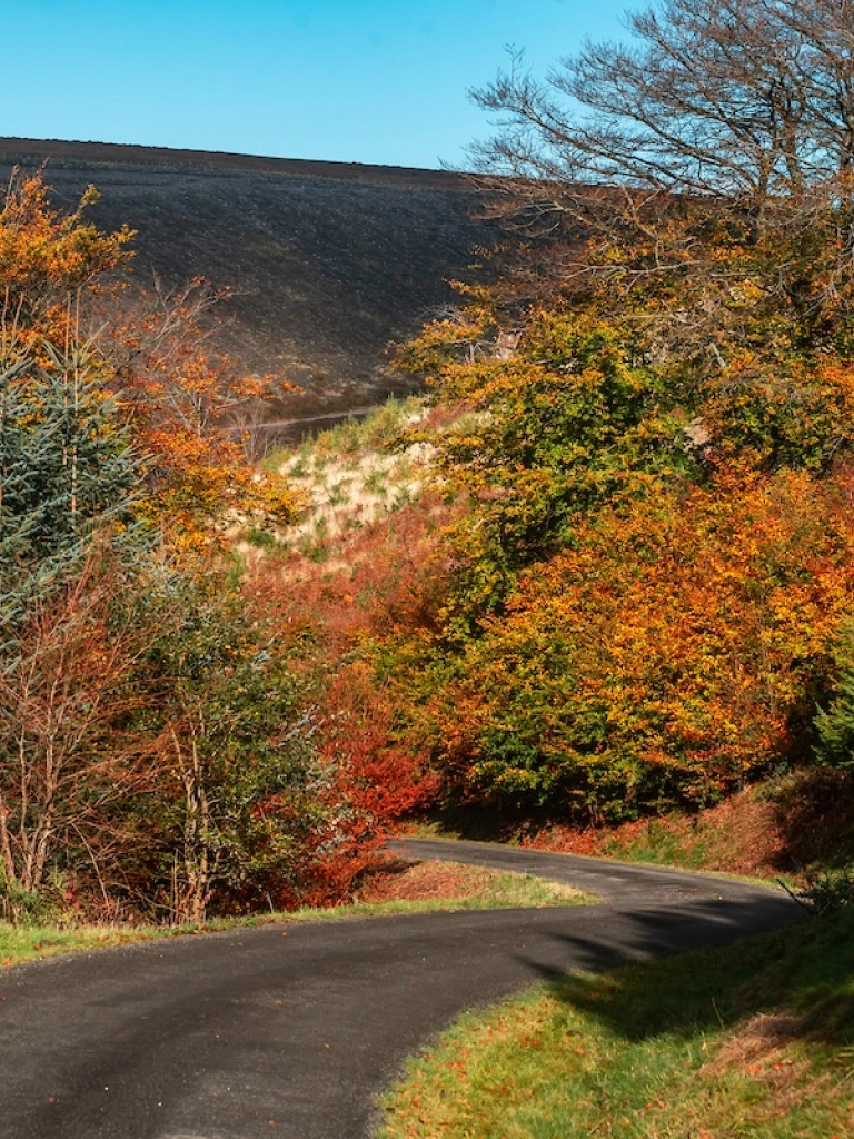 A road in a forest park with trees showing glorious autumn colours.
