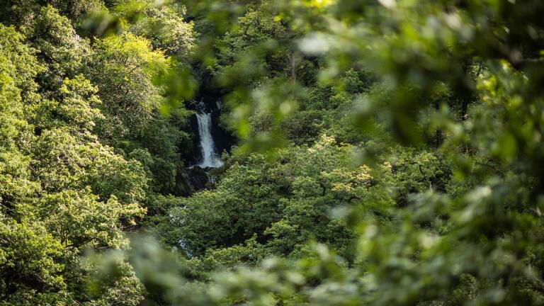 A view of the waterfall beyond the trees at Devil's Bridge Falls, Aberystwyth.