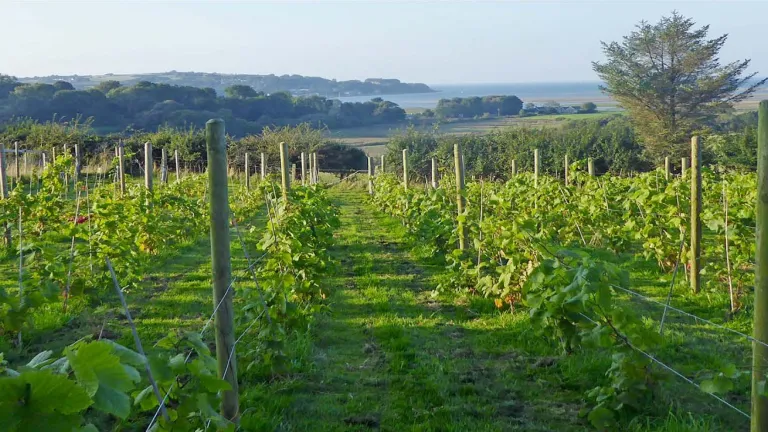 Rows of grape vines on the hills overlooking the coastline.