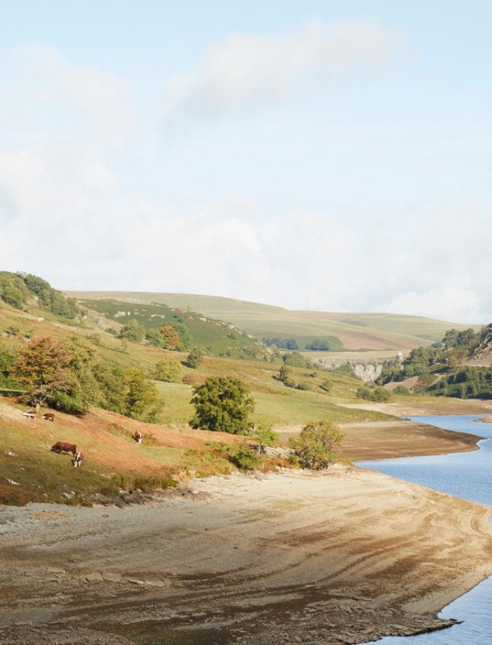 A valley with a large reservoir leading to a dam in the distance and cows grazing on the banks.