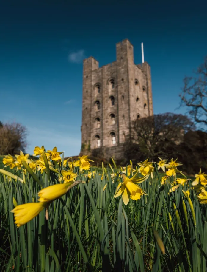 A castle beyond a field of daffodils.