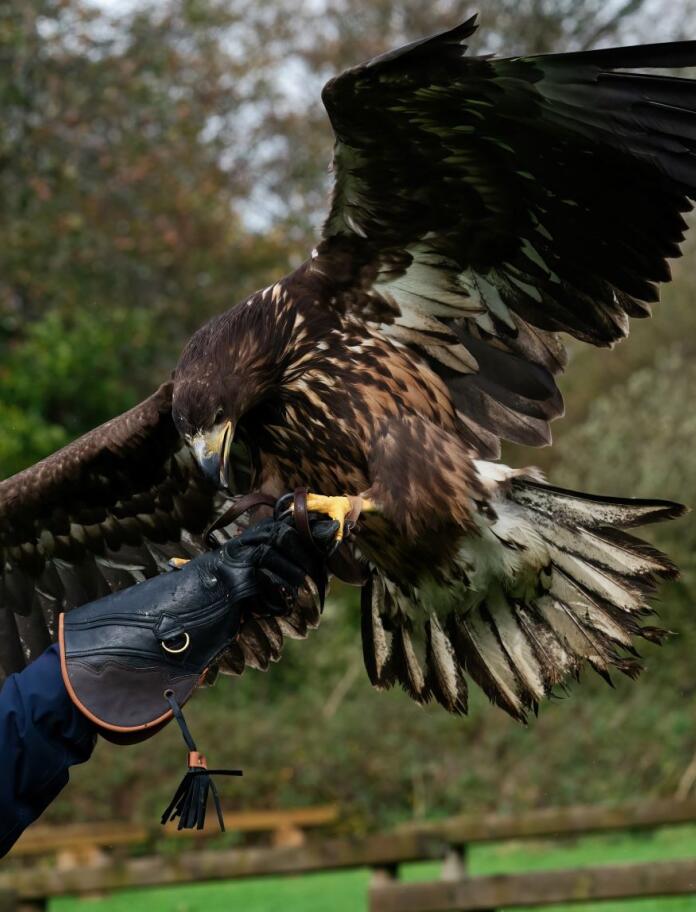 A eagle with its handler.
