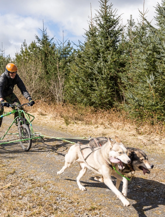 A person being pulled on a tricycle by sled dogs.
