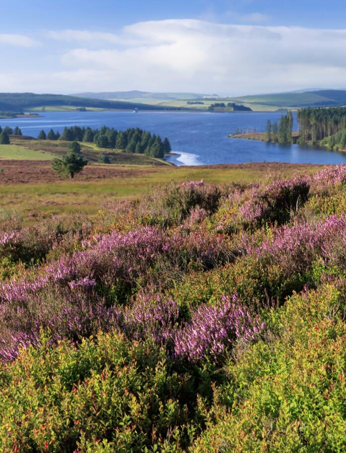 Purple heather on the embankment with views of a lake beyond.