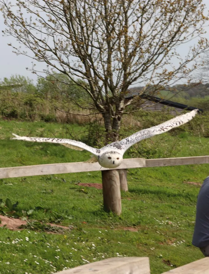 An owl flying behind a family sitting on a bench