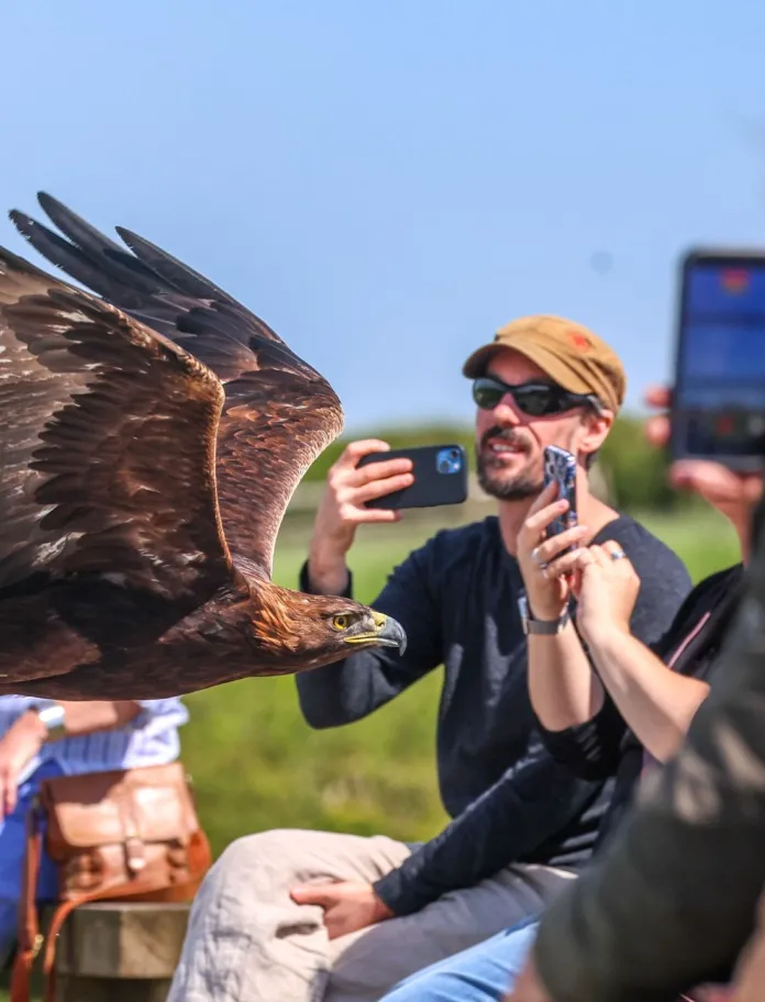 Spectators taking photographs of an eagle at a bird of prey centre.