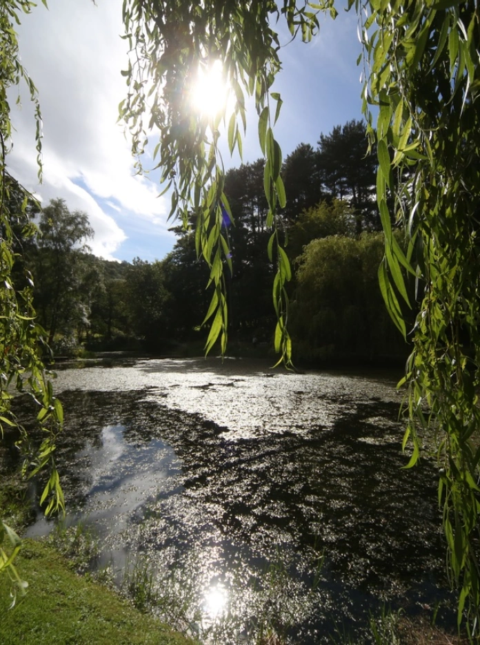 The sun shining down on a lake with weeping willow framing the shot.