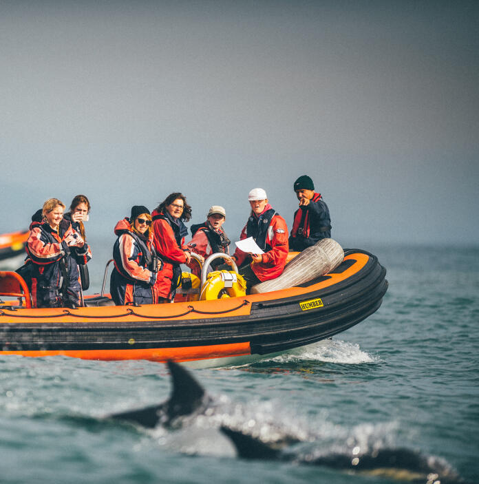 Dolphin Spotting, Ramsay Island Boat Trips