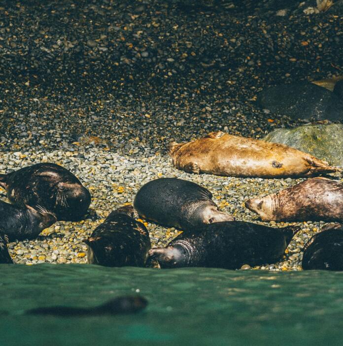 Atlantic Grey Seals bathing on Ramsey Island.