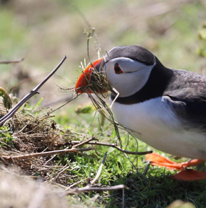 A puffin collecting moss for its nest.