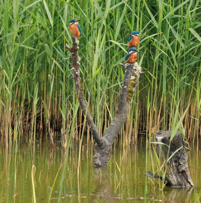 Kingfishers on a branch in a reed covered swamp.