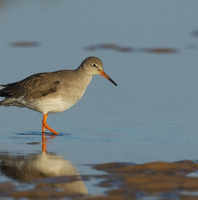 A bird wading on a lake at a wetland centre.