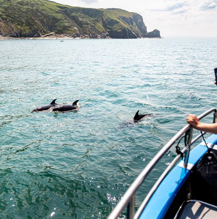 A lady on a boat taking photos on her smart phone of dolphins swimming.