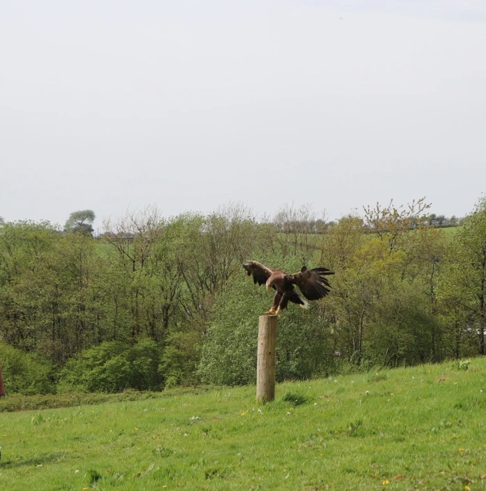 A bird of prey swooping down toward his handler.