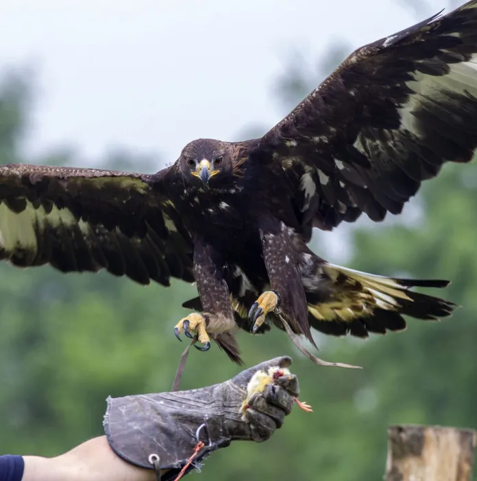 An eagle flying towards the gloved hand of its handler.
