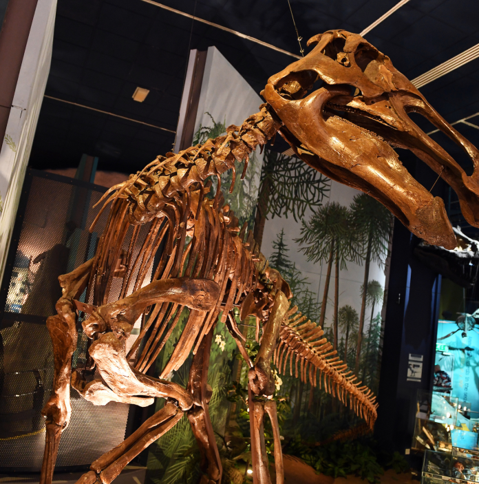 The skeleton of a large dinosaur on display at National Museum Cardiff.