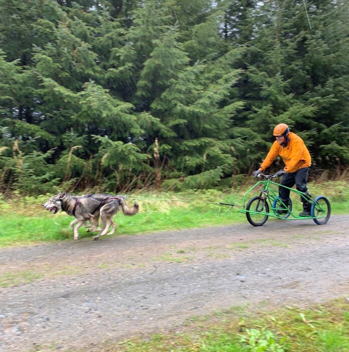 A person riding a rig pulled by a pair of huskies.