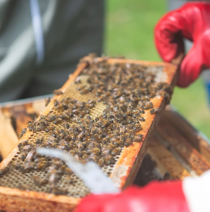 A rack of honey covered in working bees being taken from a hive.