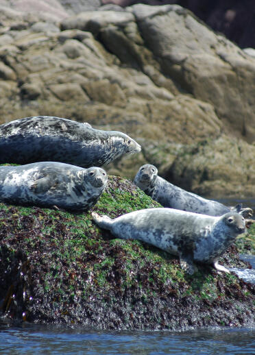 Image of seals on the Pembrokeshire coastline