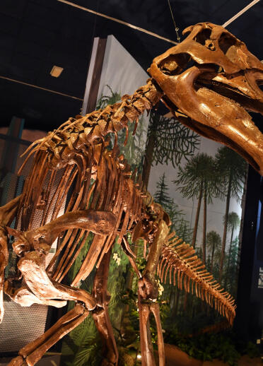 The skeleton of a large dinosaur on display at National Museum Cardiff.
