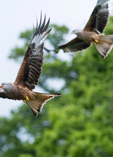 three birds (red kites) in flight.