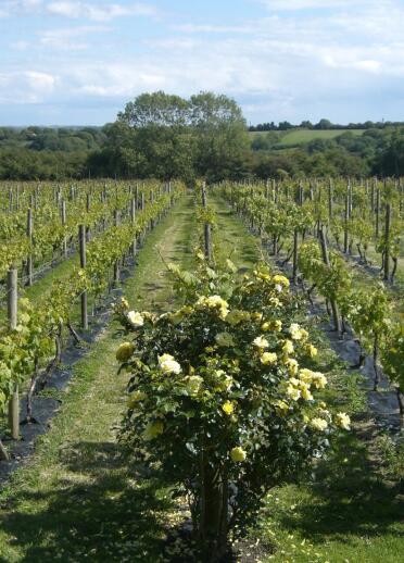 Rows of vines growing in a vineyard.