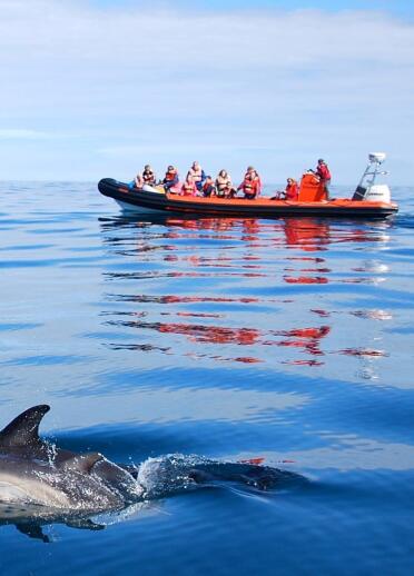 People watching dolphins swimming in the sea from a chartered boat.