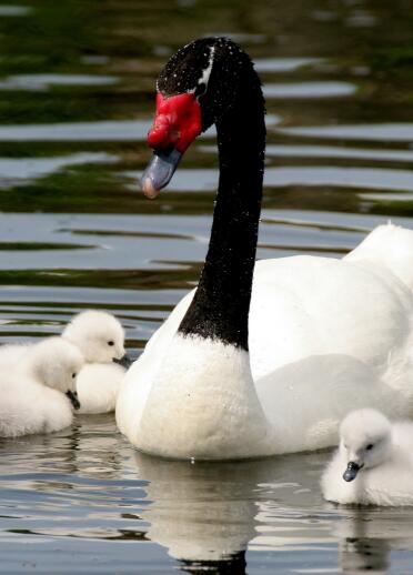 A black necked swan on a lake with her cygnets.