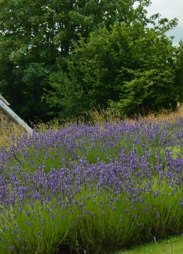 Rows of lavender in full bloom on a farm.