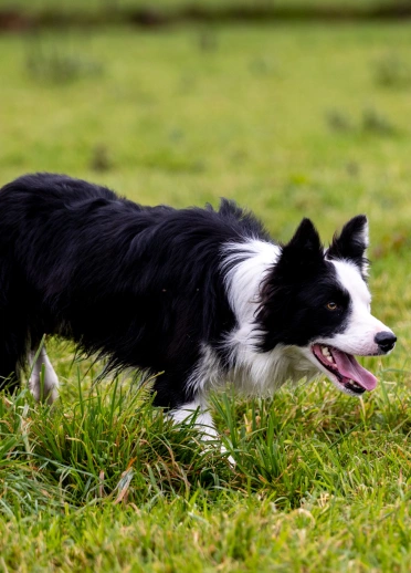 A sheepdog on a farm at work.