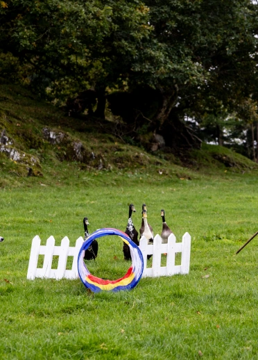 A sheepdog rounding up ducks on an agility course guided by its trainer.