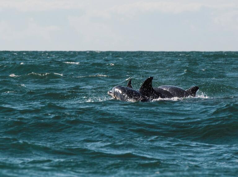 Dolphins swimming in the sea along Cardigan Bay.
