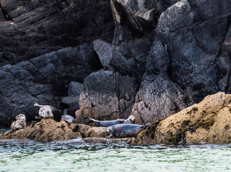 Seals resting on the rocks by the sea in Cardigan Bay.
