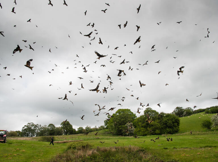 Red kites at feeding time, filling the skies at Gigrin Farm.