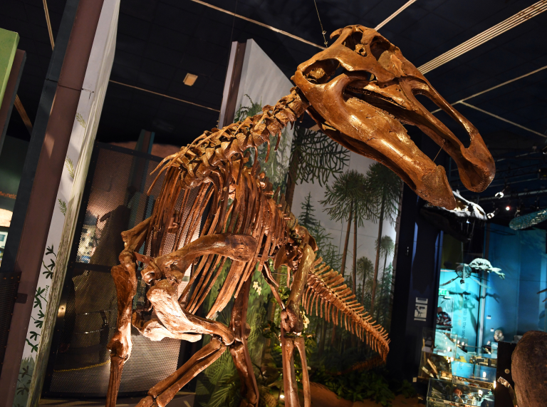 The skeleton of a large dinosaur on display at National Museum Cardiff.