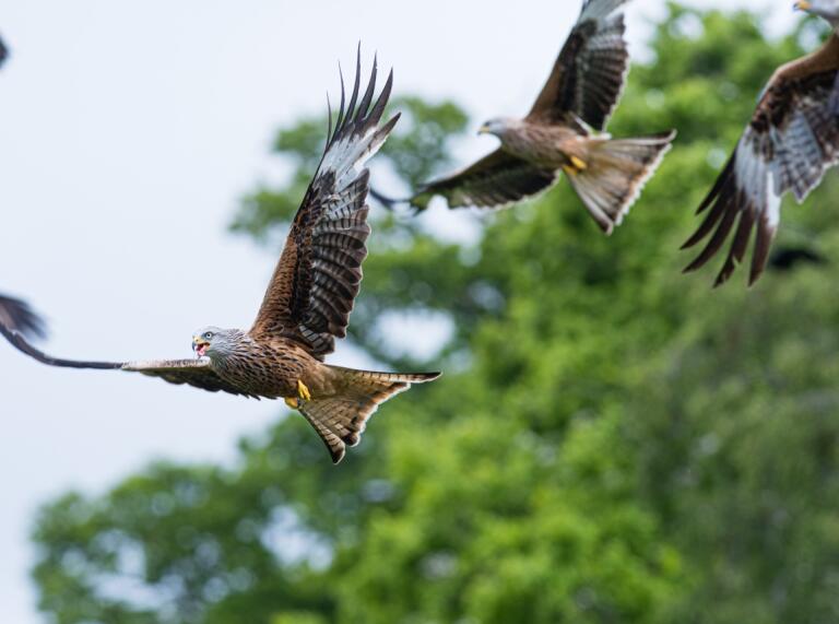 Two Red kites flying