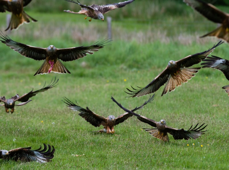 Red kite's swooping down for a feed.