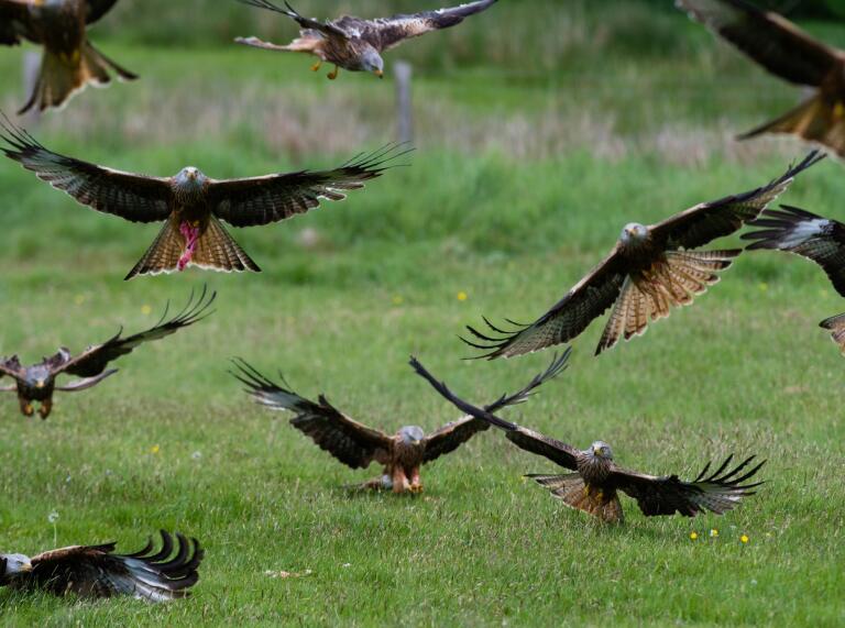 Red kite's swooping down for a feed.