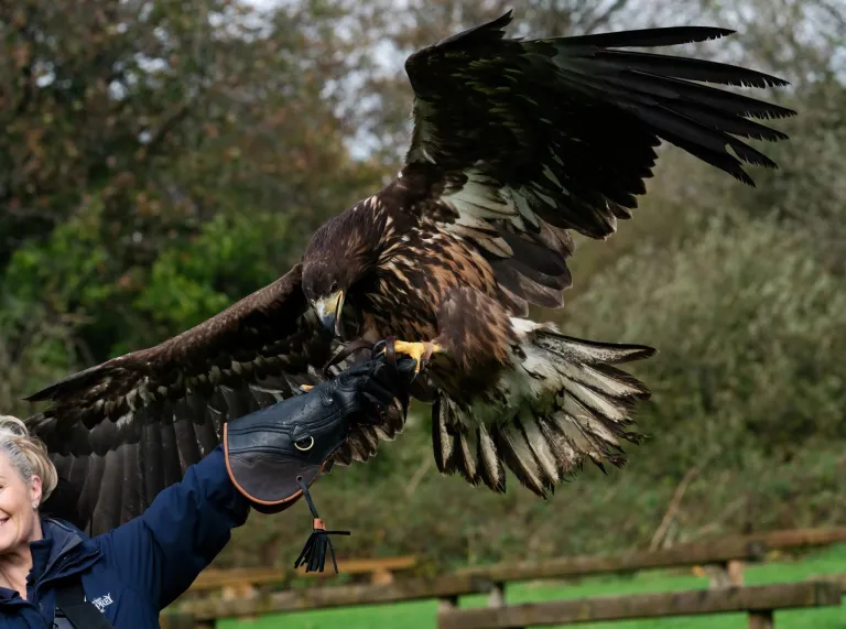A eagle with its handler.