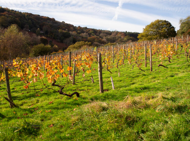 Grapevines with autumn colours in a vineyard.