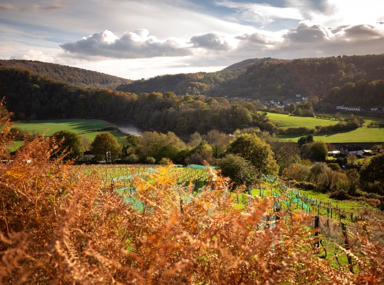 Views of a vineyard and the hills beyond.