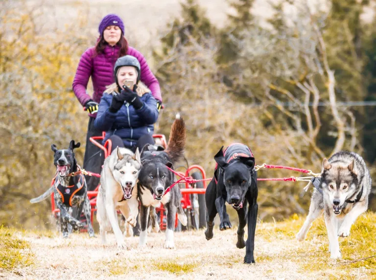 People riding a sled pulled by a pack of dogs.