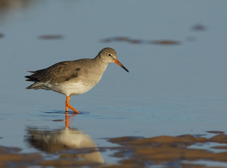 A bird wading on a lake at a wetland centre.