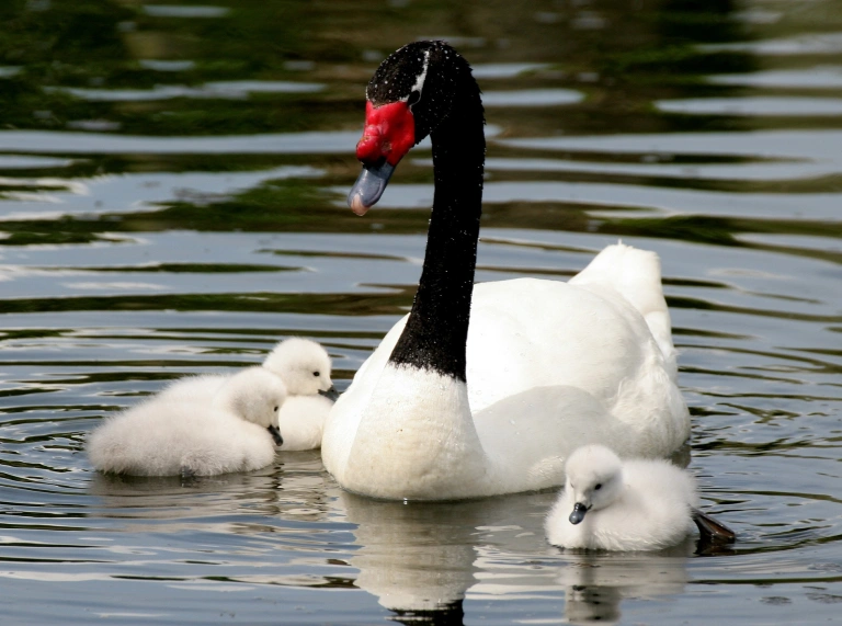 A black necked swan on a lake with her cygnets.