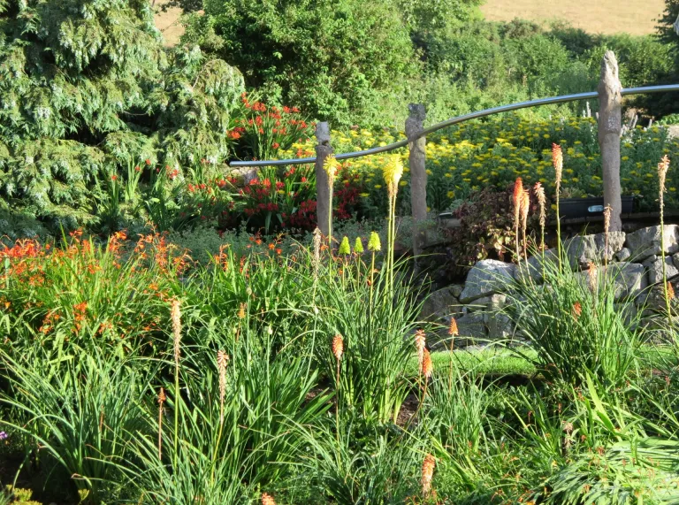Flowers in a garden.