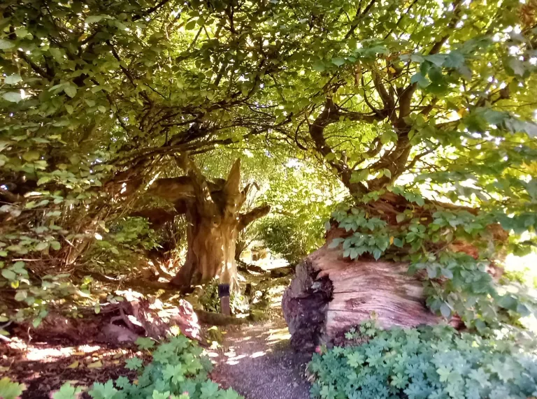 Tree bark and trees leading to a moss garden.