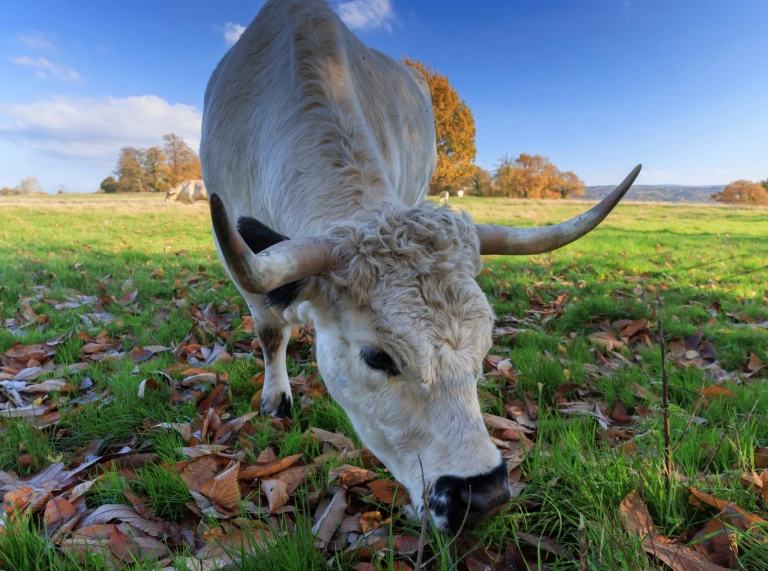 Close up of one of the white cattle.